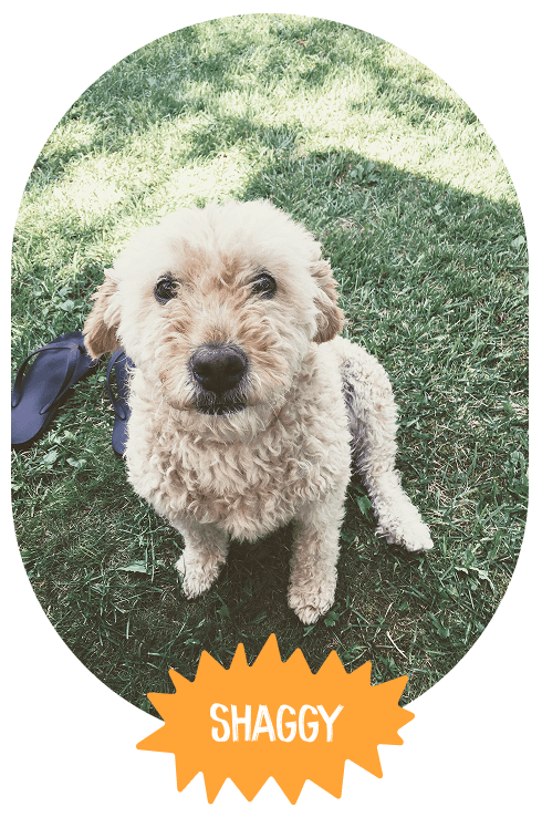Shaggy, un perro rizado de color crema, sentado en la hierba
